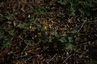 福寿草のイメージ画像