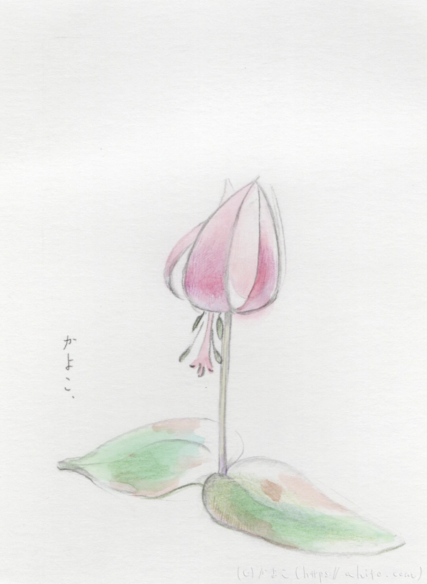 カタクリの花、くすくす笑い声