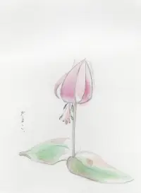 カタクリの花、くすくす笑い声