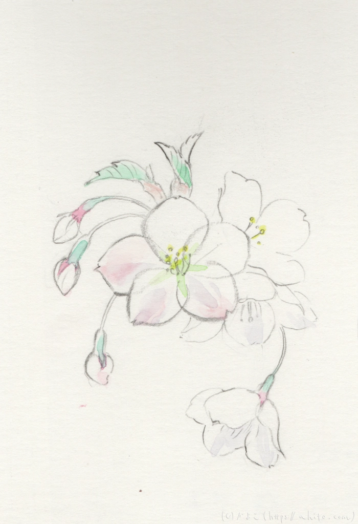 ほころびはじめる