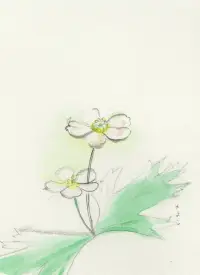 野の花