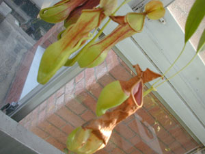 食虫植物うつぼなんとかだって。