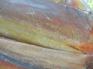 幹が傷つけられた木１