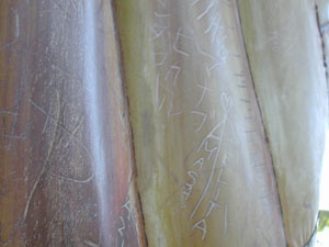 幹が傷つけられた木２・相合傘などがかかれている