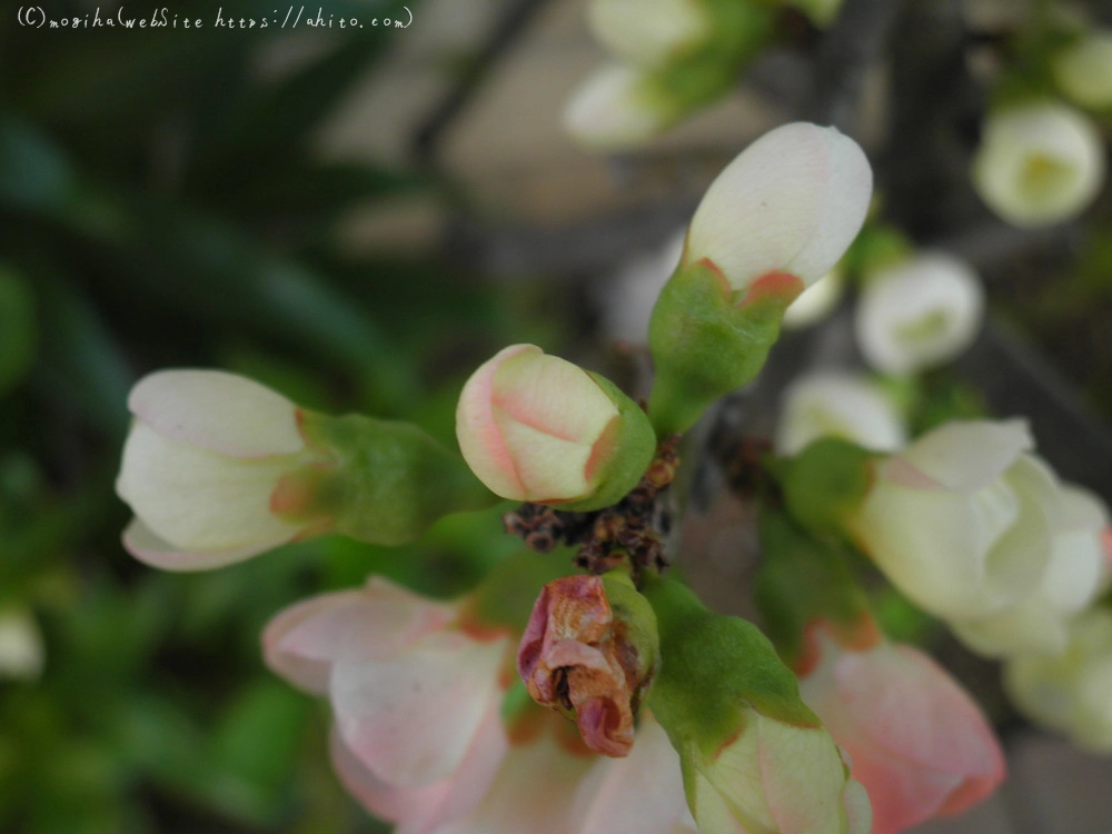 春　木の花 - 09