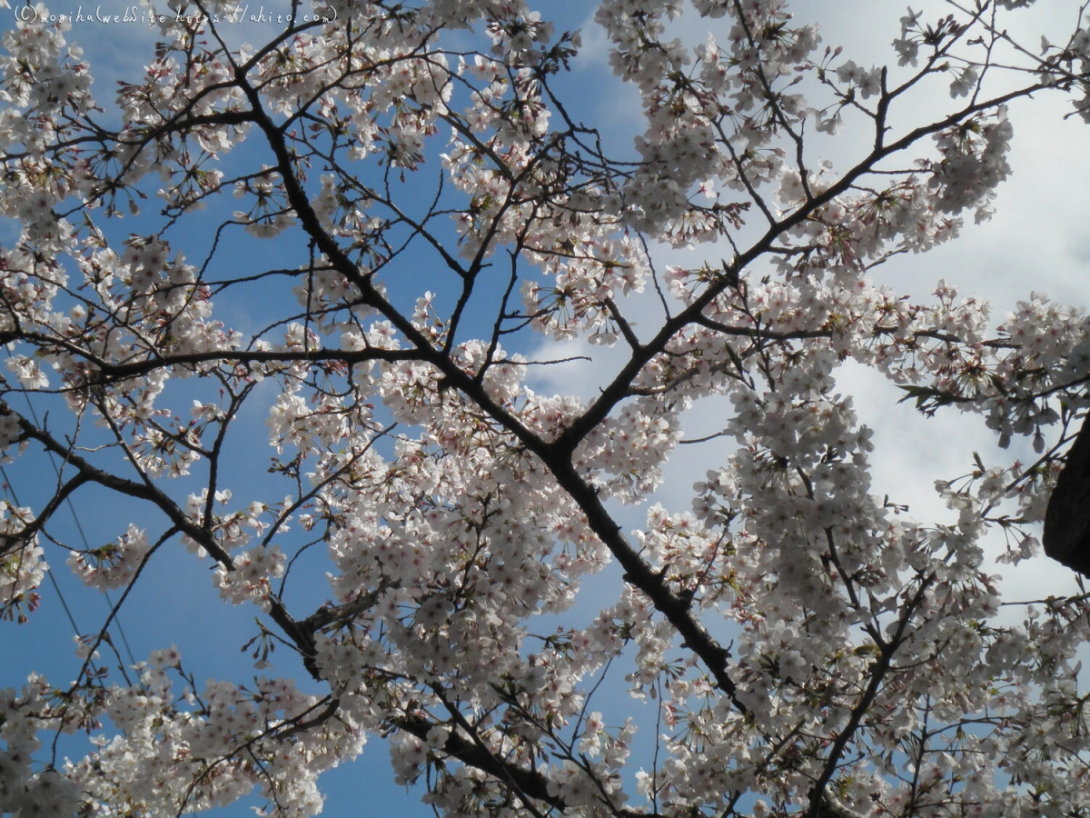 さくらと鳥 - 02