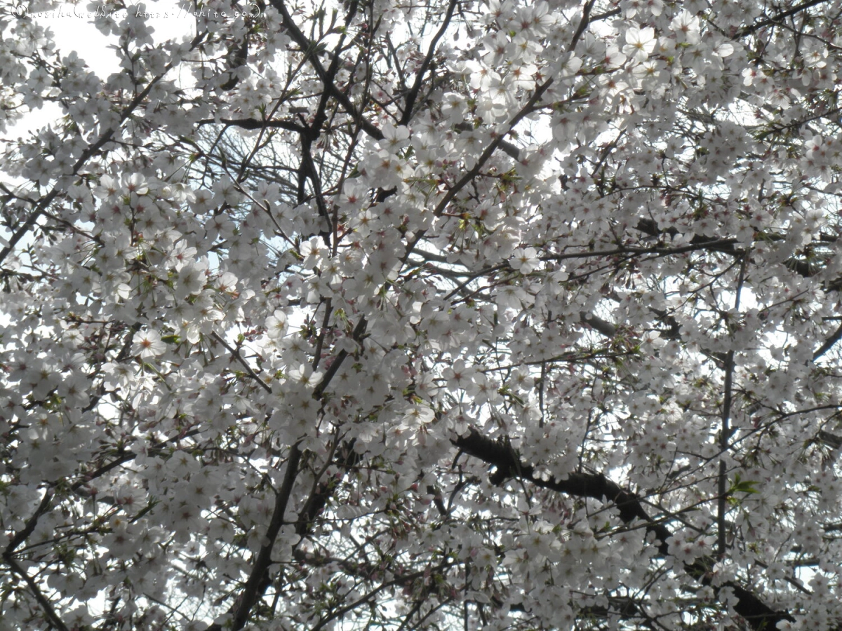 さくらと鳥 - 03