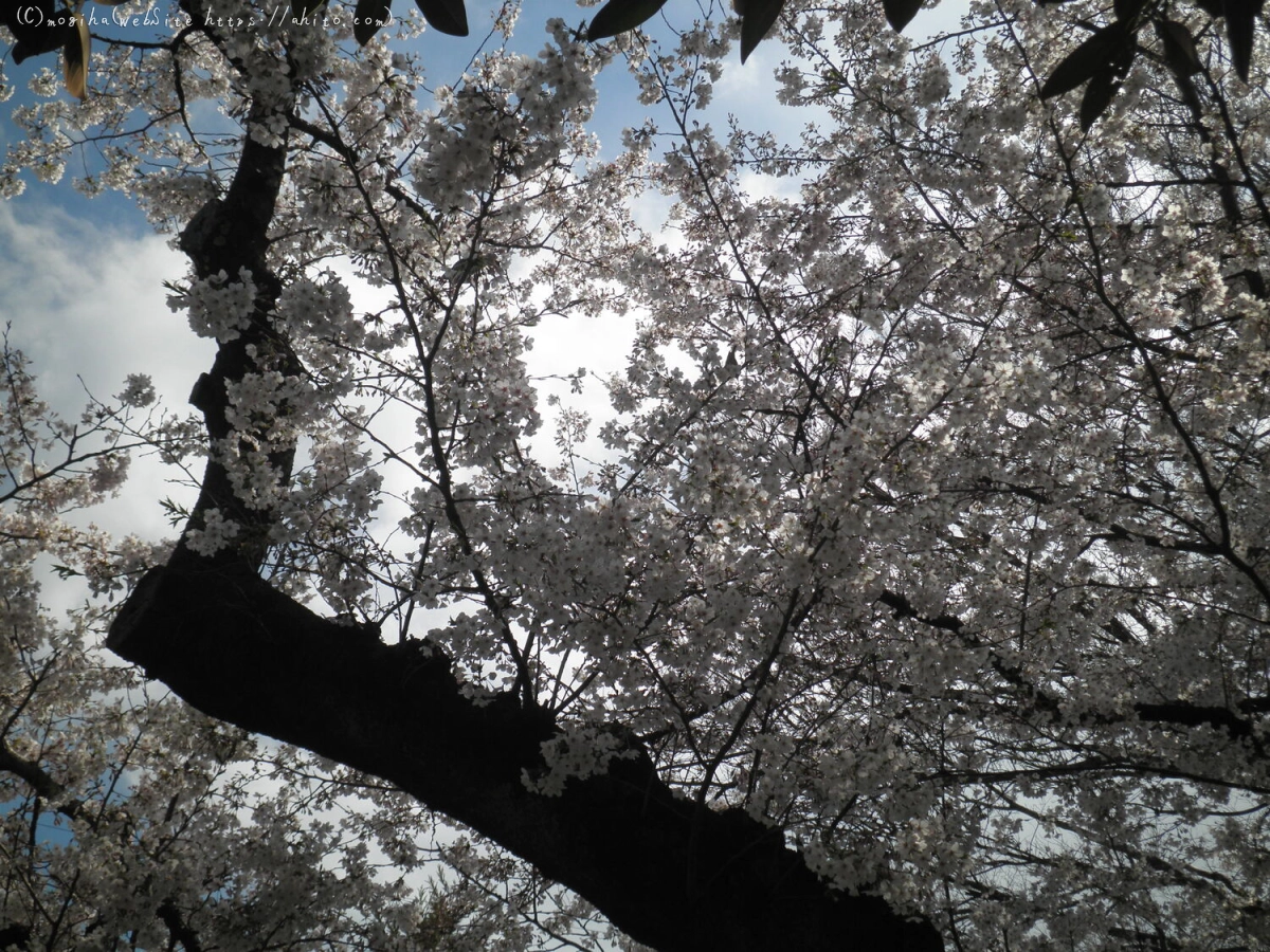 さくらと鳥 - 04