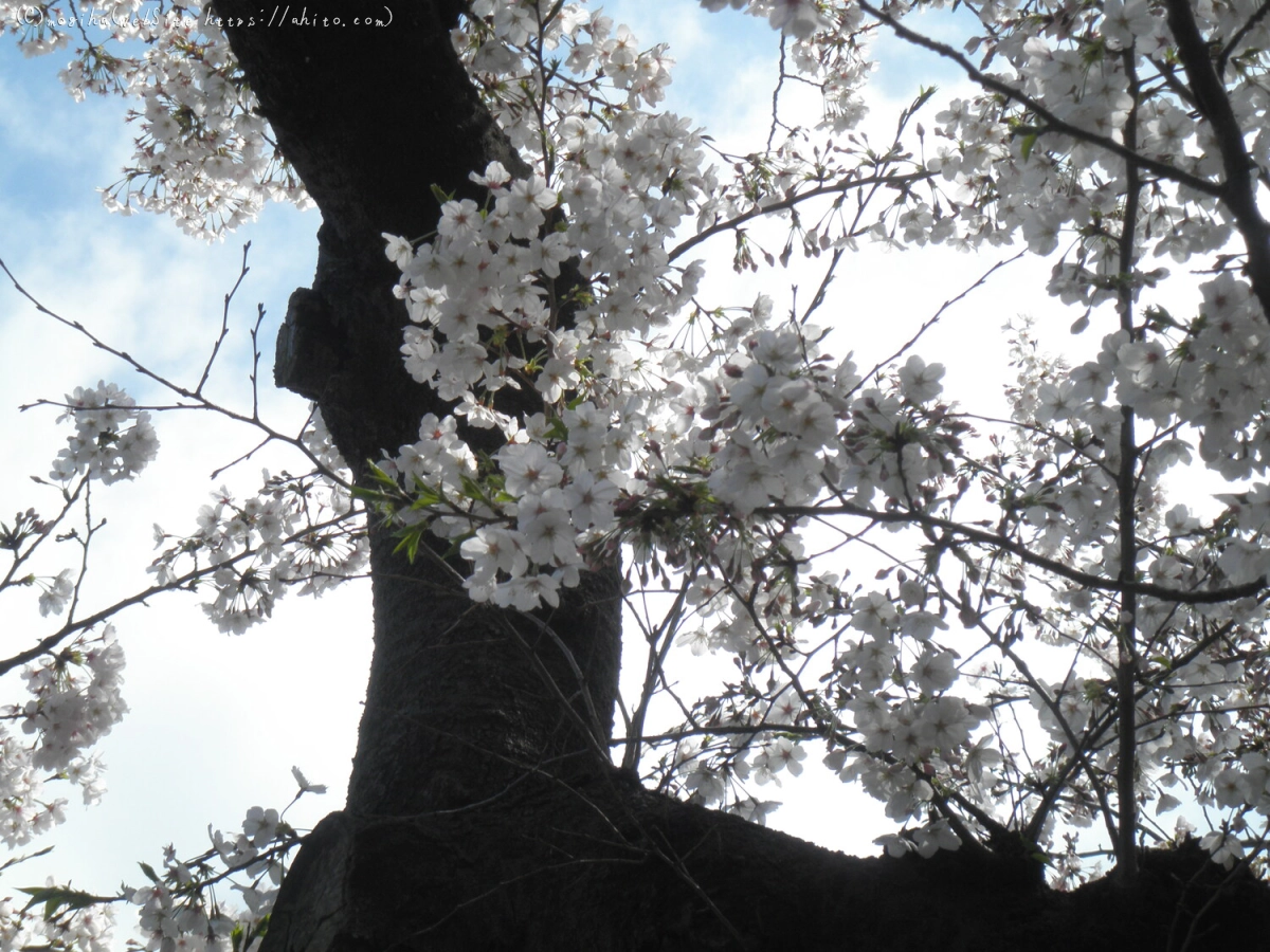 さくらと鳥 - 05