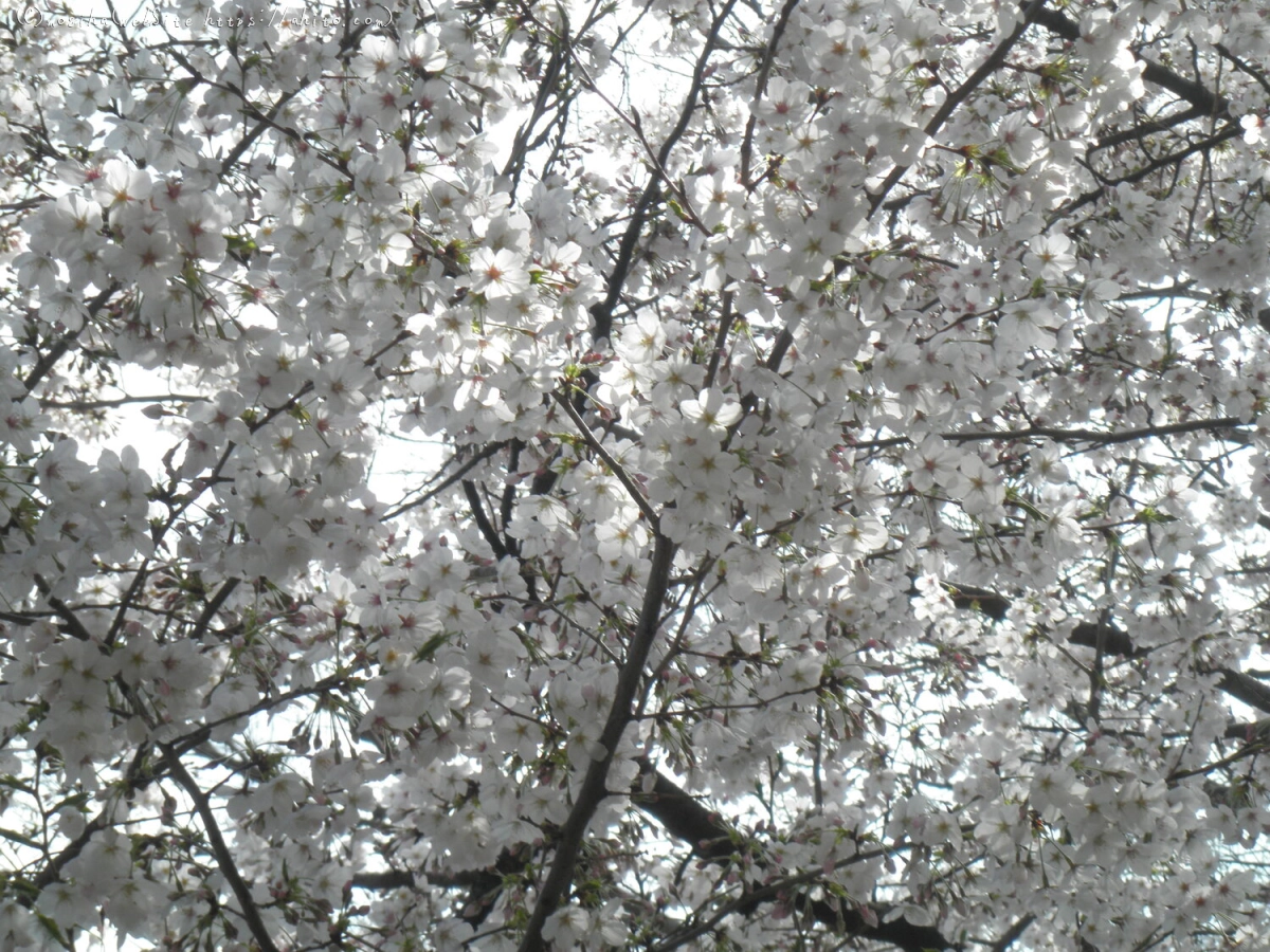 さくらと鳥 - 06