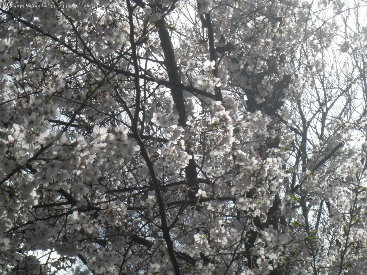 さくらと鳥 - 07