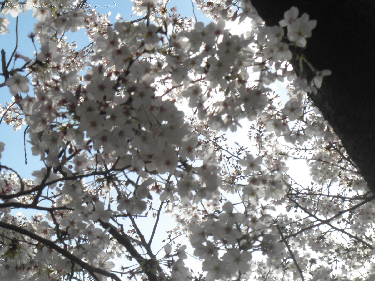 さくらと鳥 - 08