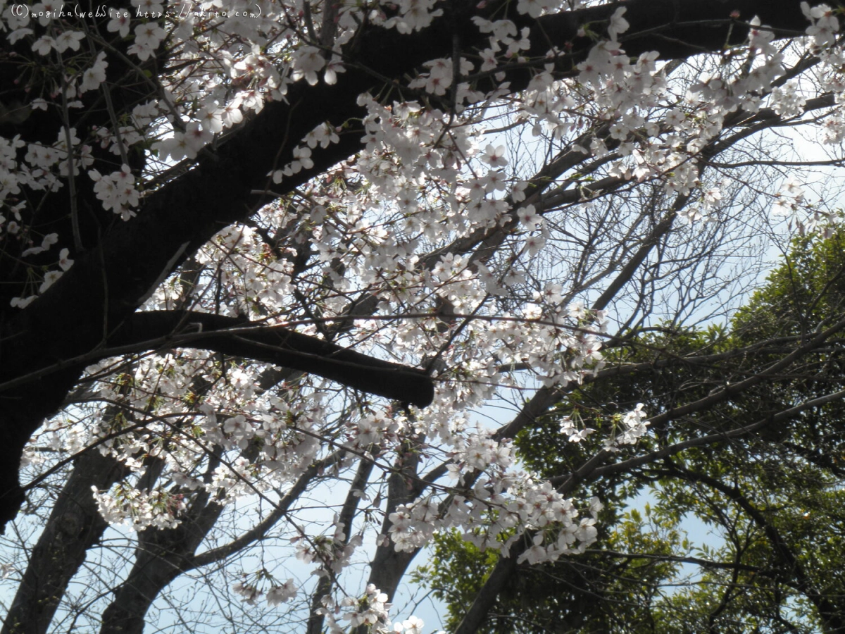 さくらと鳥 - 09