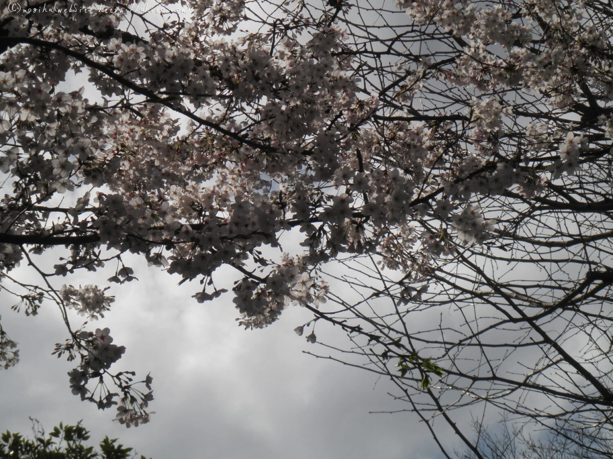 さくらと鳥 - 10