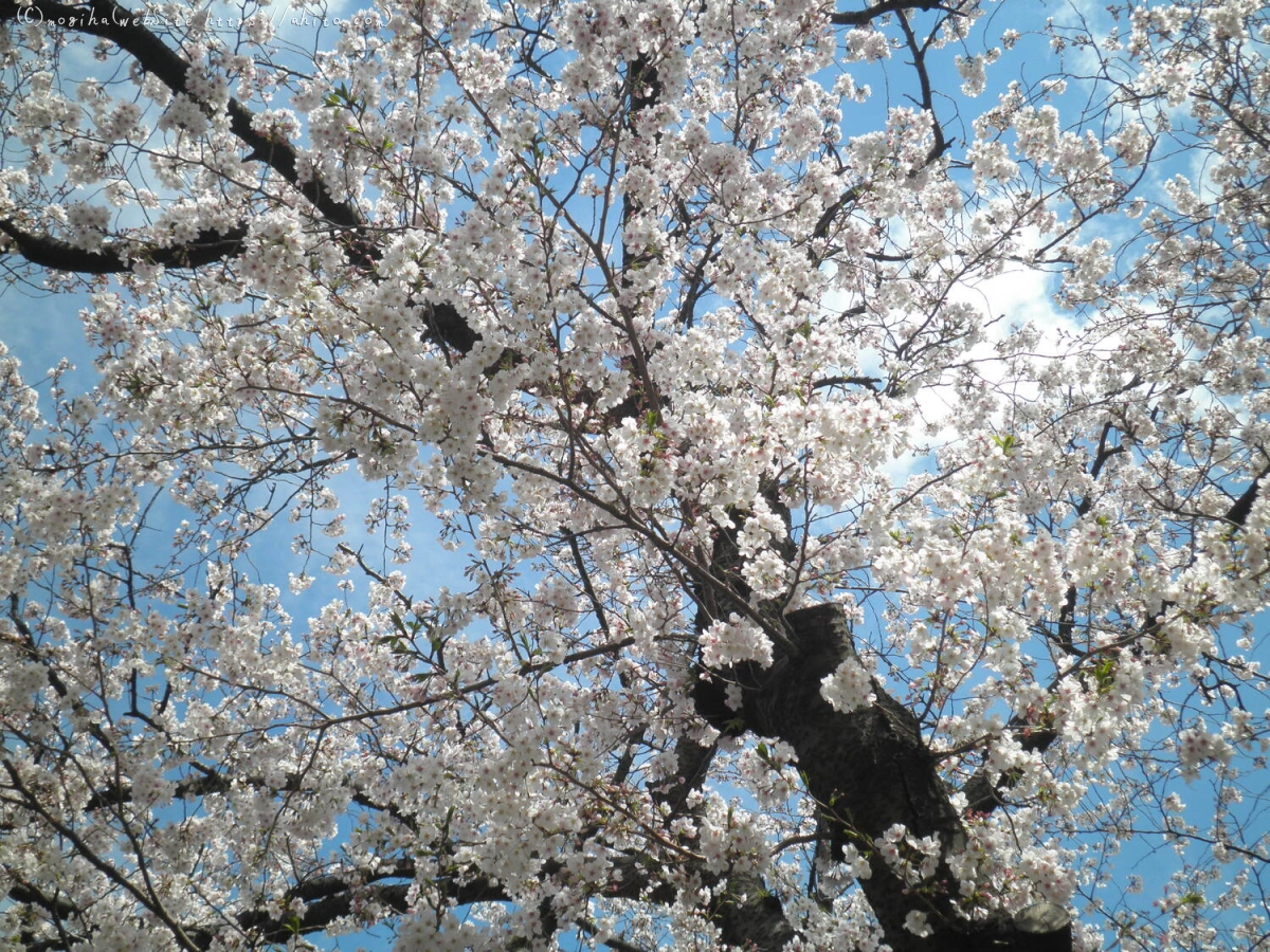 さくらと鳥 - 11