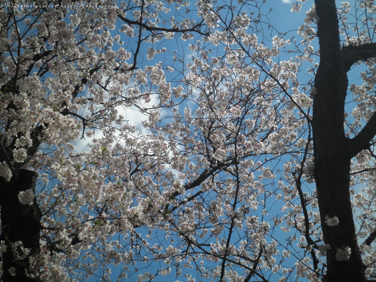 さくらと鳥 - 12