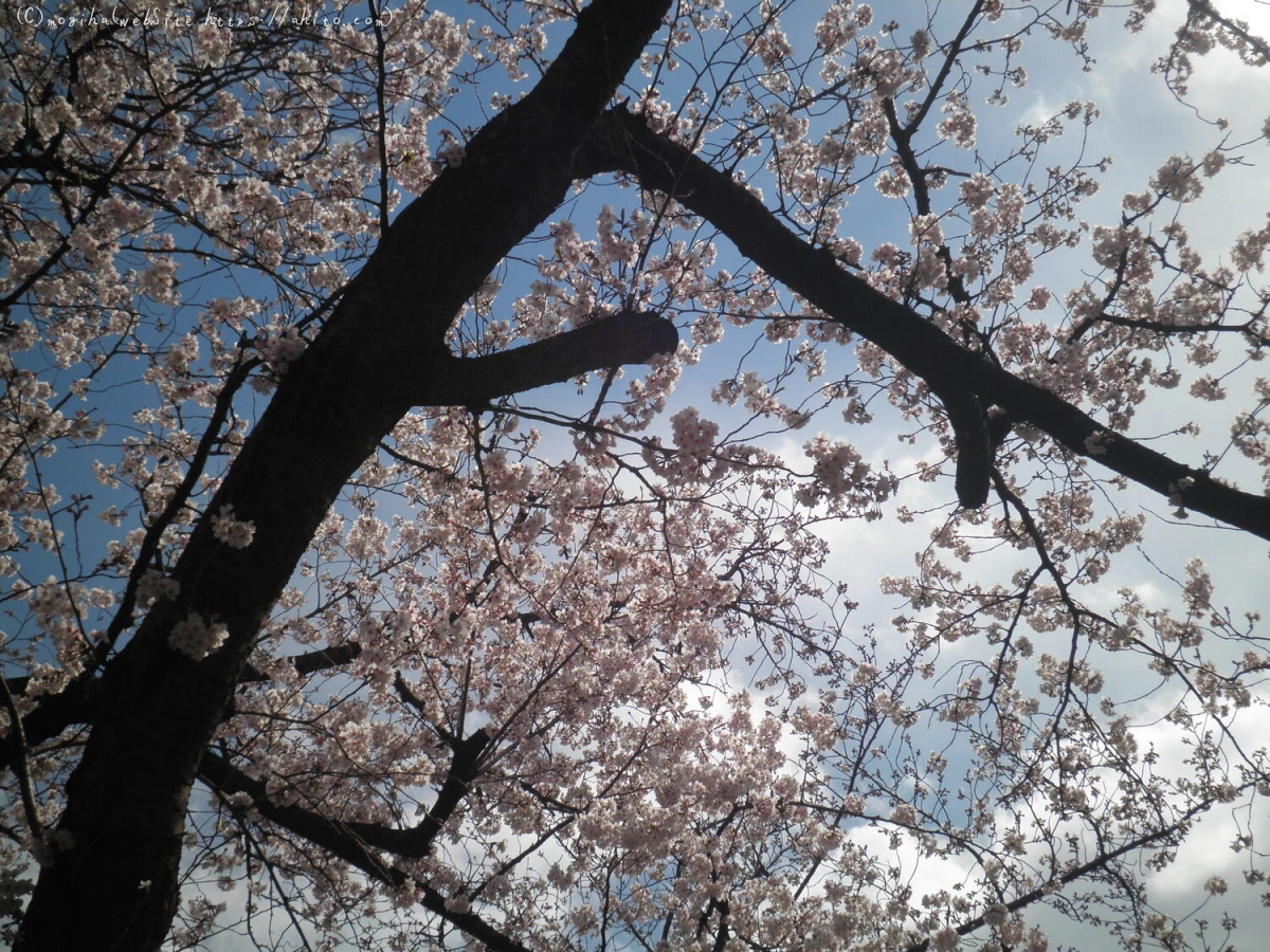 さくらと鳥 - 13