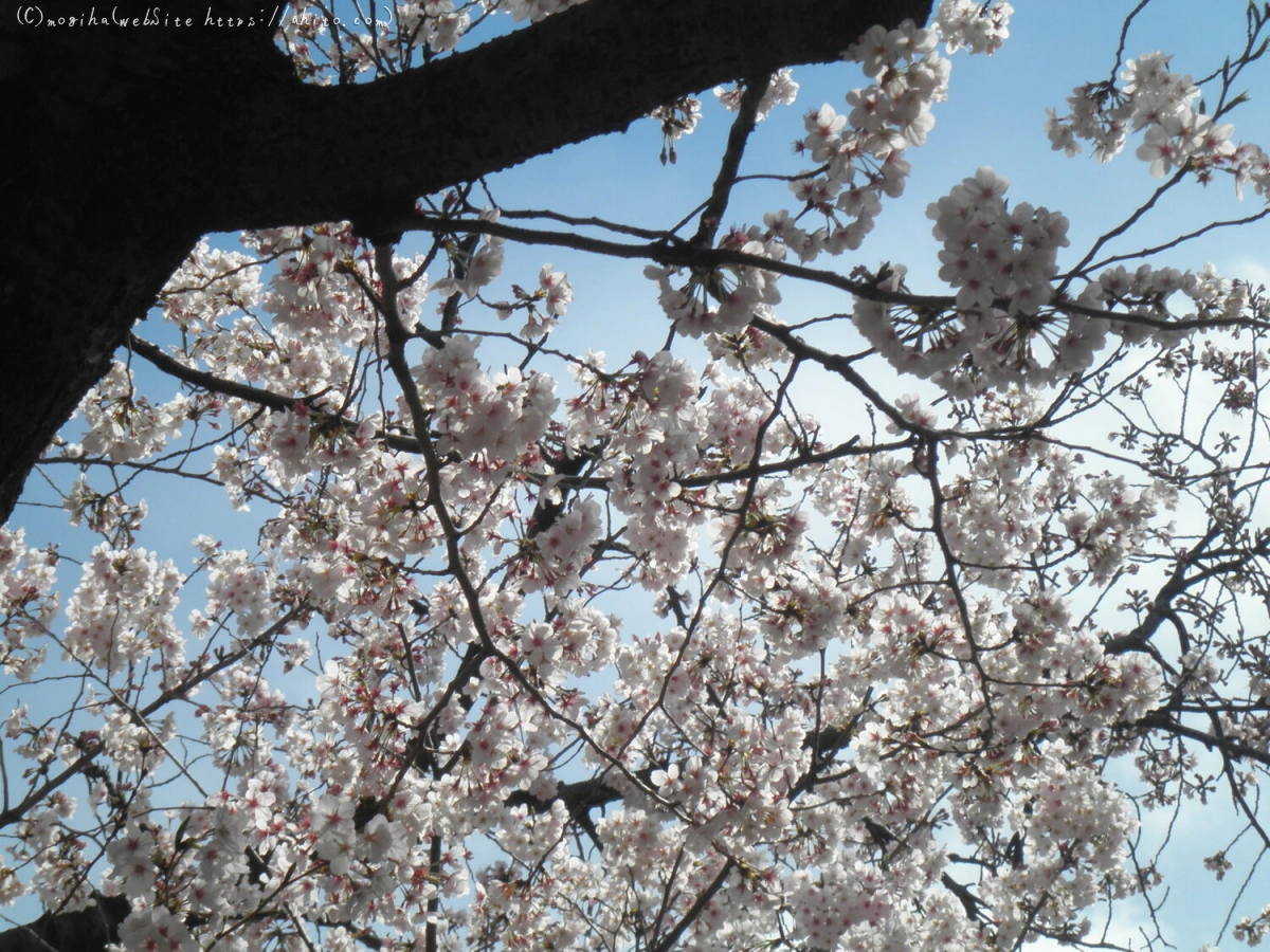 さくらと鳥 - 14