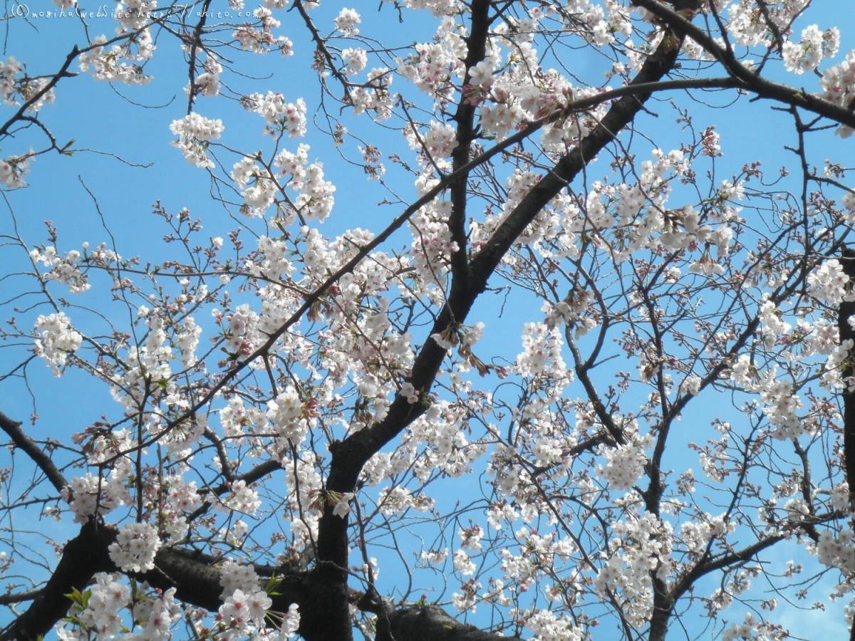 さくらと鳥 - 15