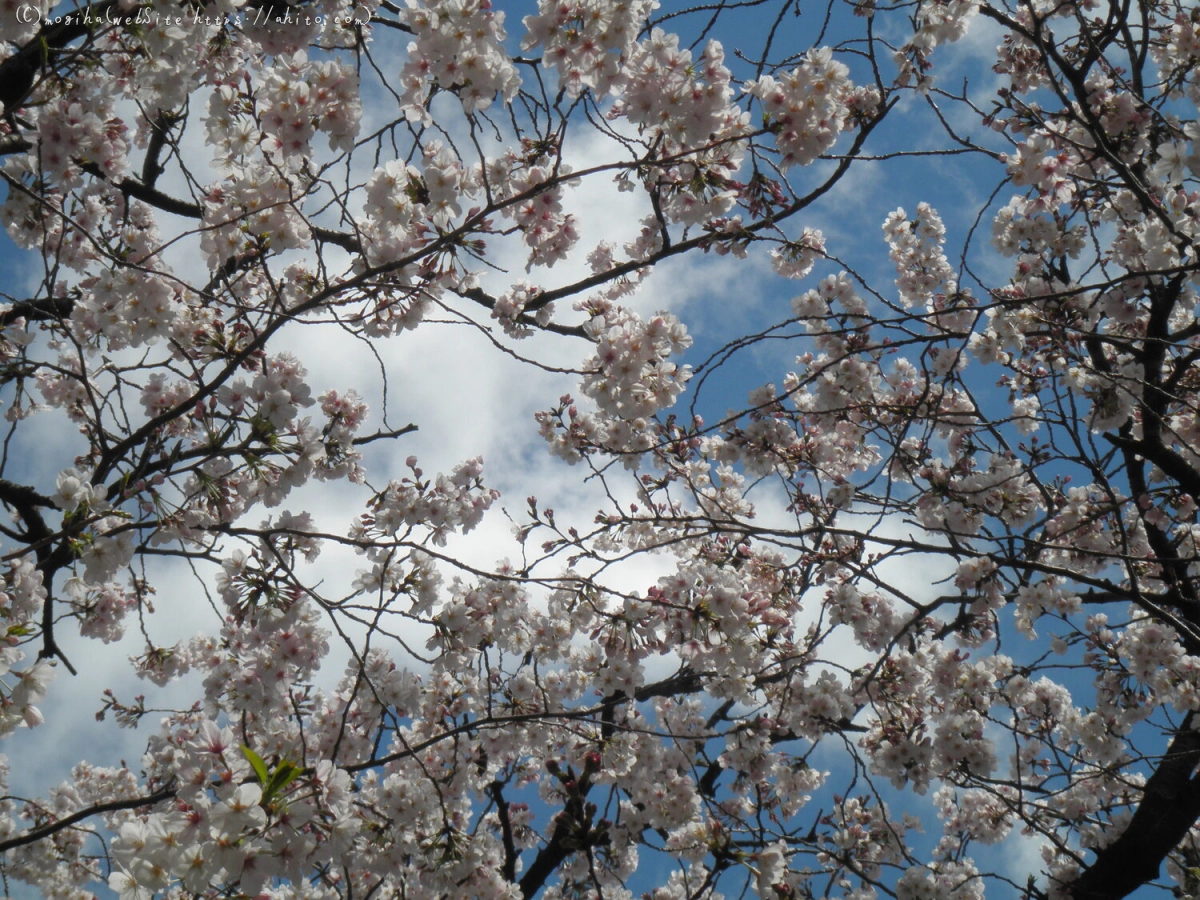 さくらと鳥 - 16