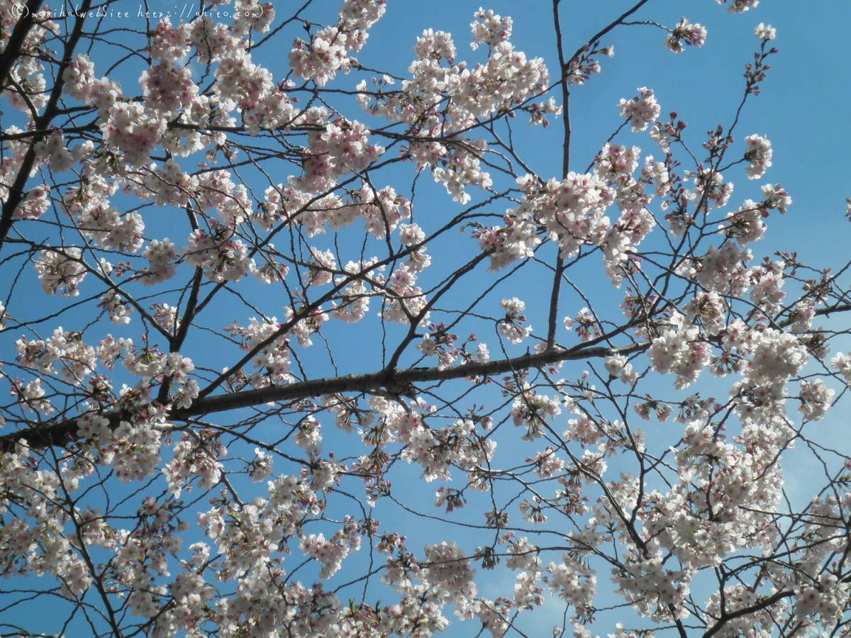 さくらと鳥 - 17