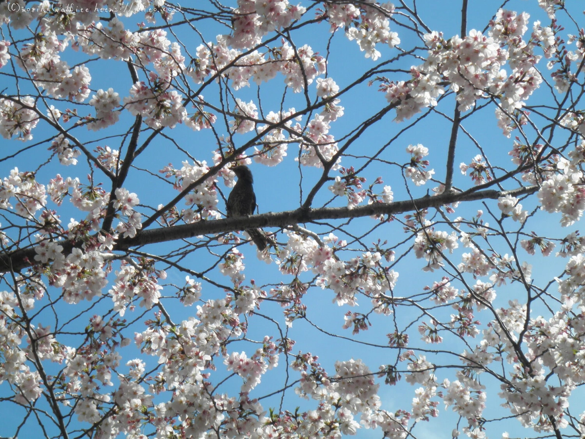 さくらと鳥 - 18