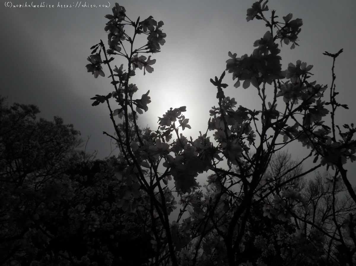 桜の開花 - 01