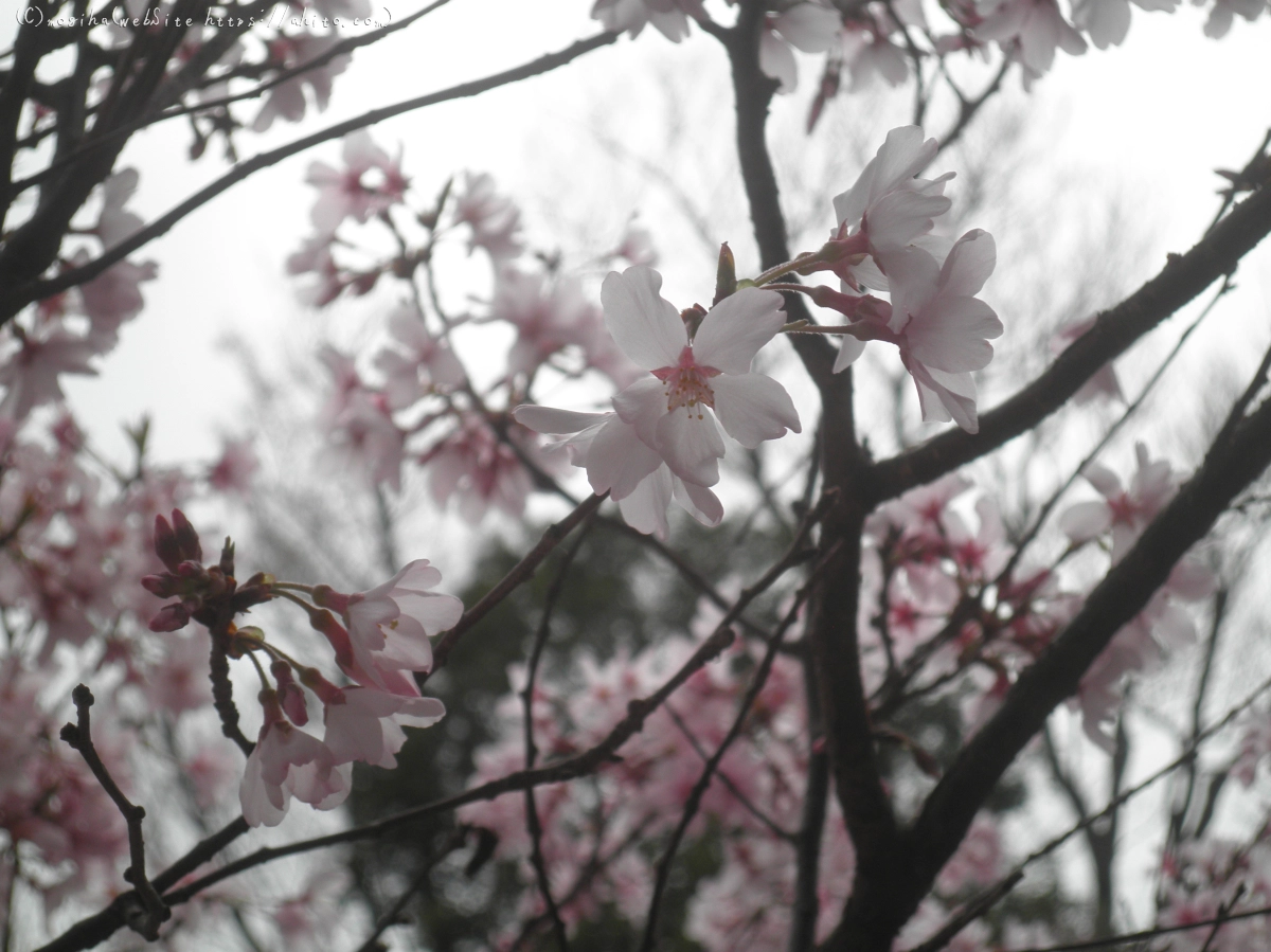 桜の開花 - 03