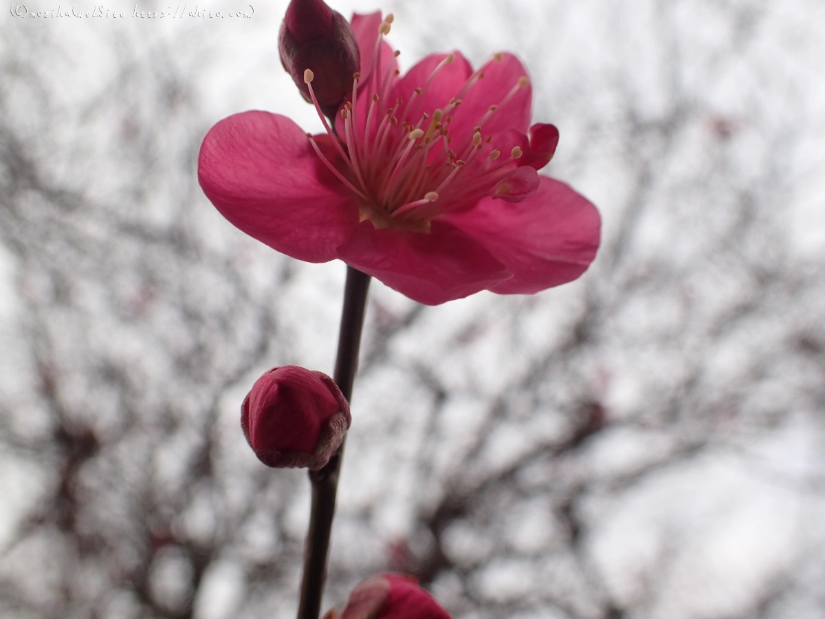 梅の花 - 03