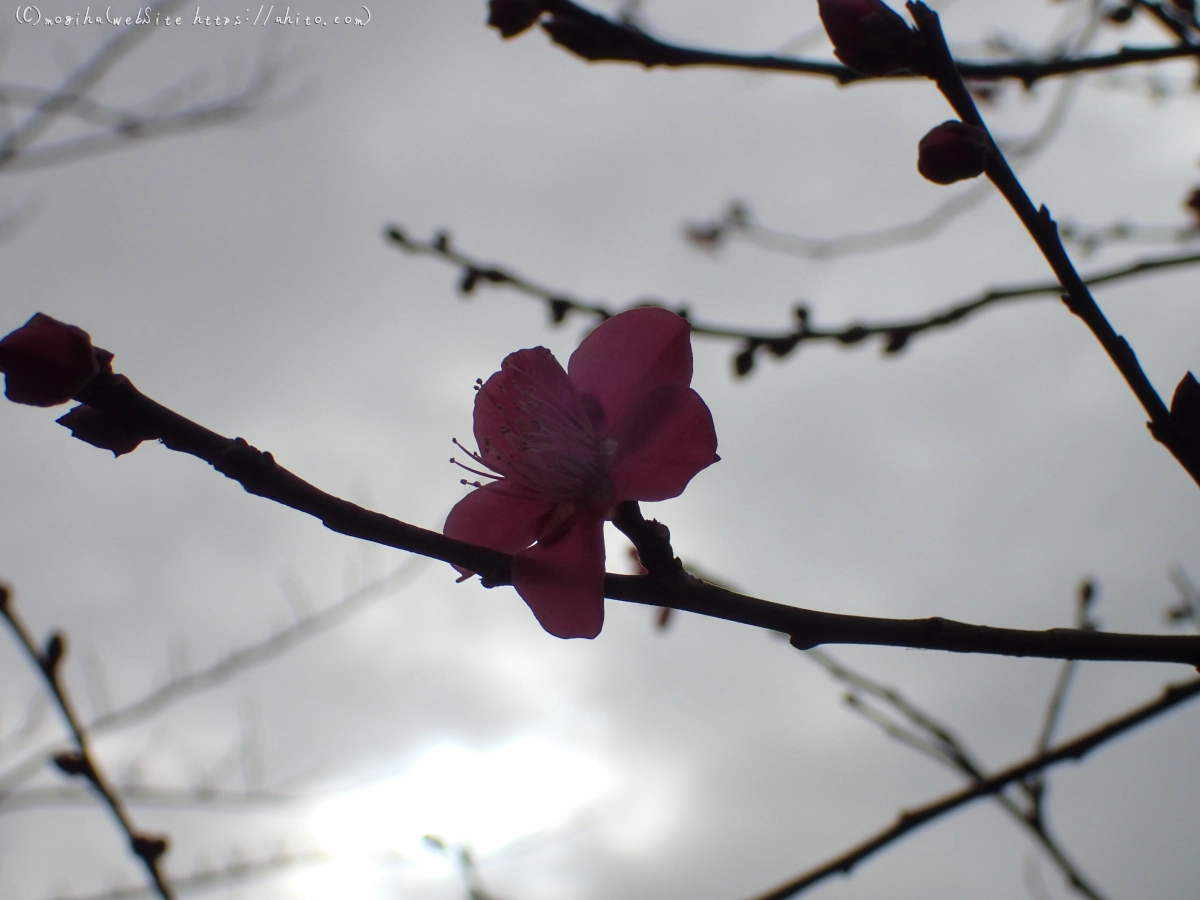 梅の花 - 10