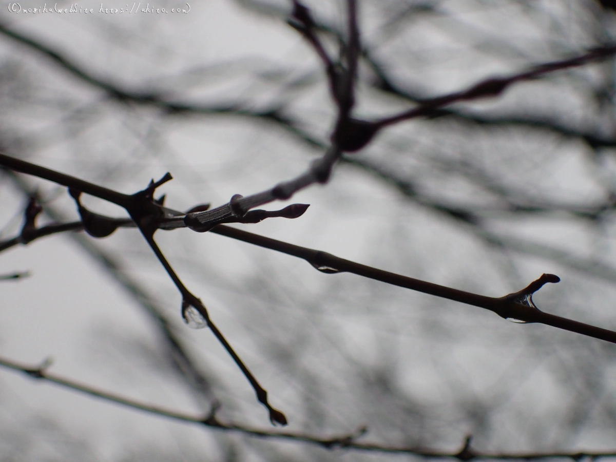 曇り空と鴨達 - 02