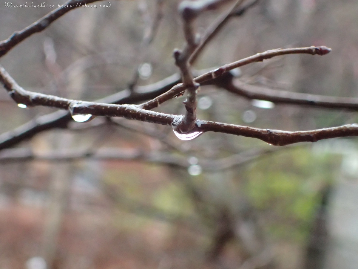 曇り空と鴨達 - 04