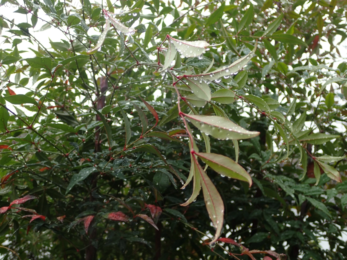 曇り空と鴨達 - 06