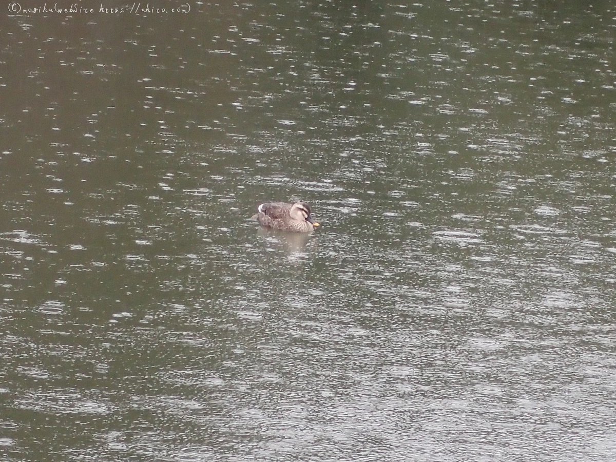 曇り空と鴨達 - 08