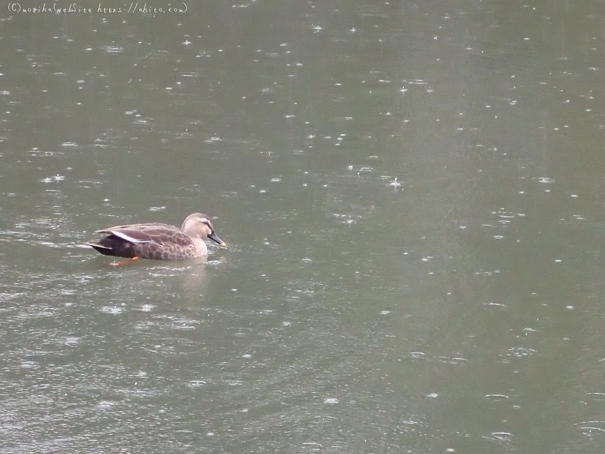 曇り空と鴨達 - 09