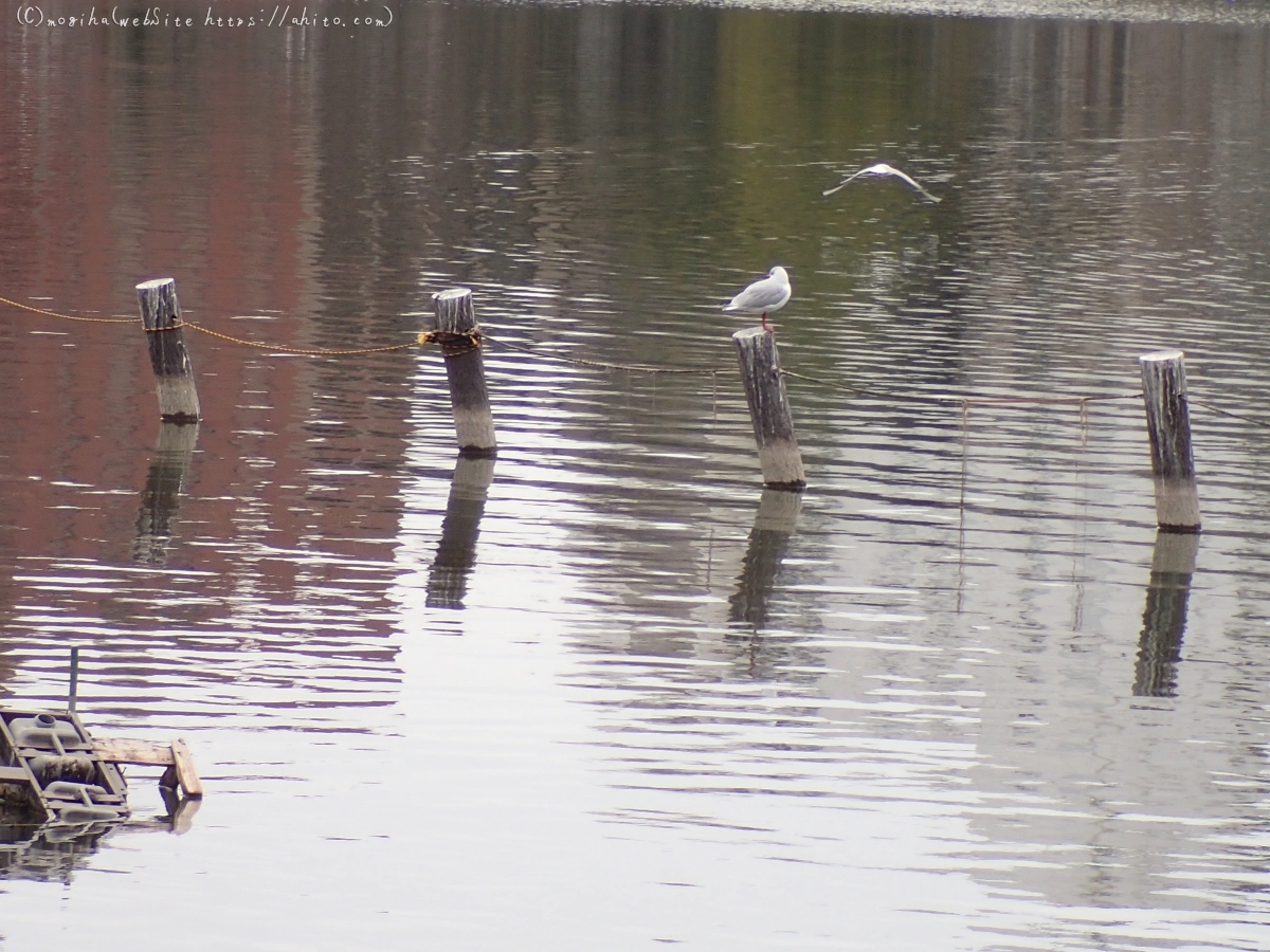 曇り空と鴨達 - 15