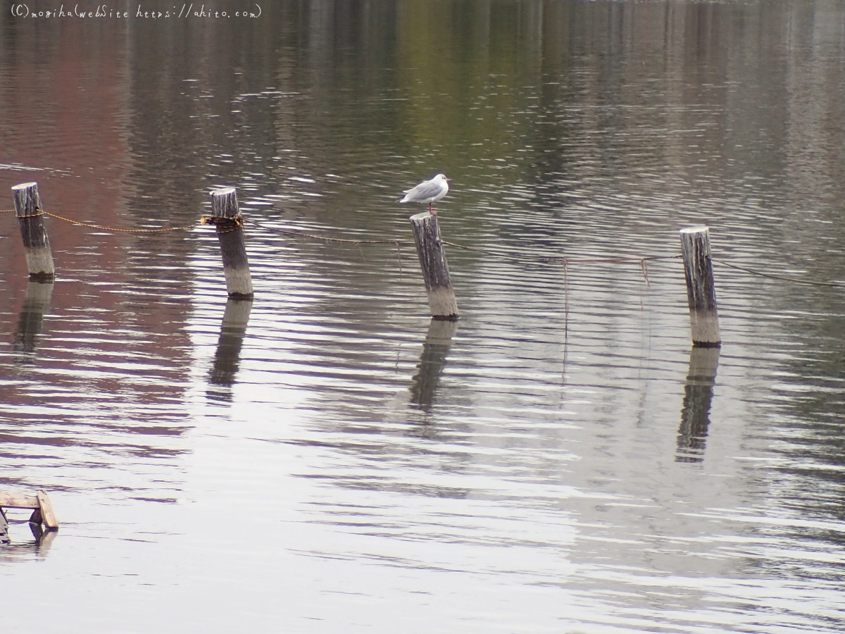 曇り空と鴨達 - 16