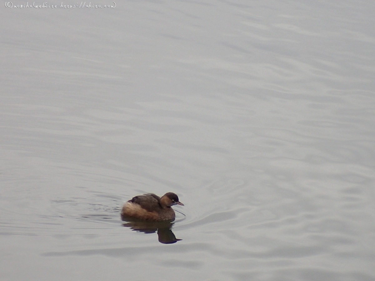 曇り空と鴨達 - 18