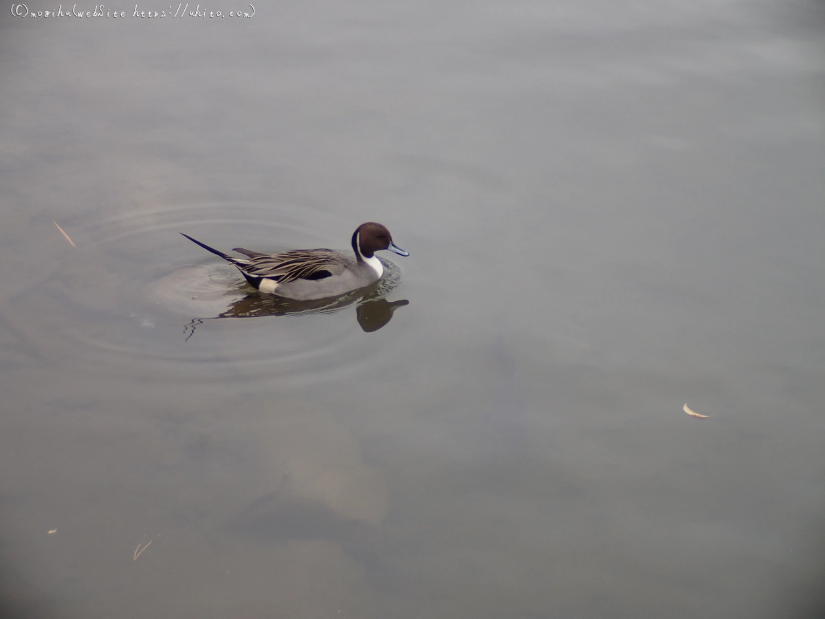 曇り空と鴨達 - 30