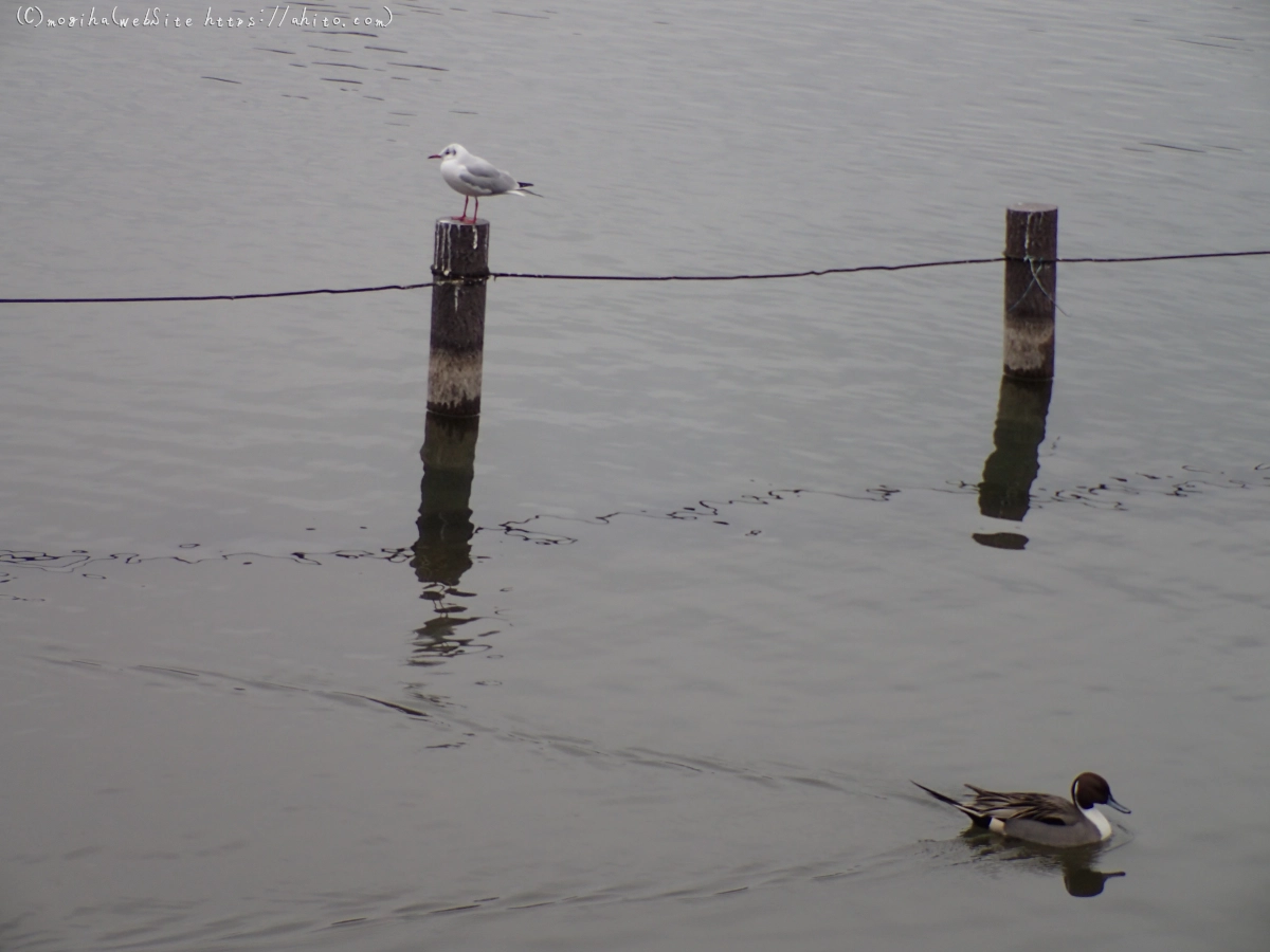 曇り空と鴨達 - 36
