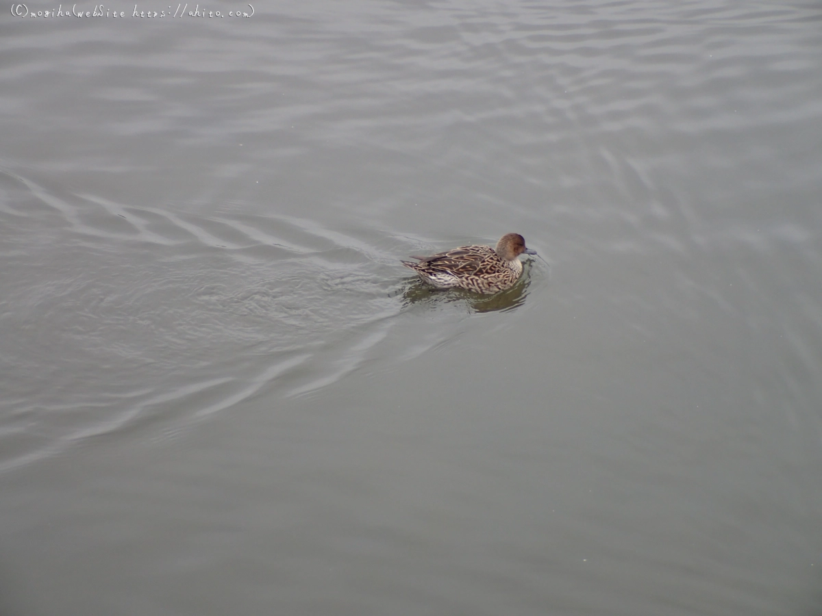 曇り空と鴨達 - 37