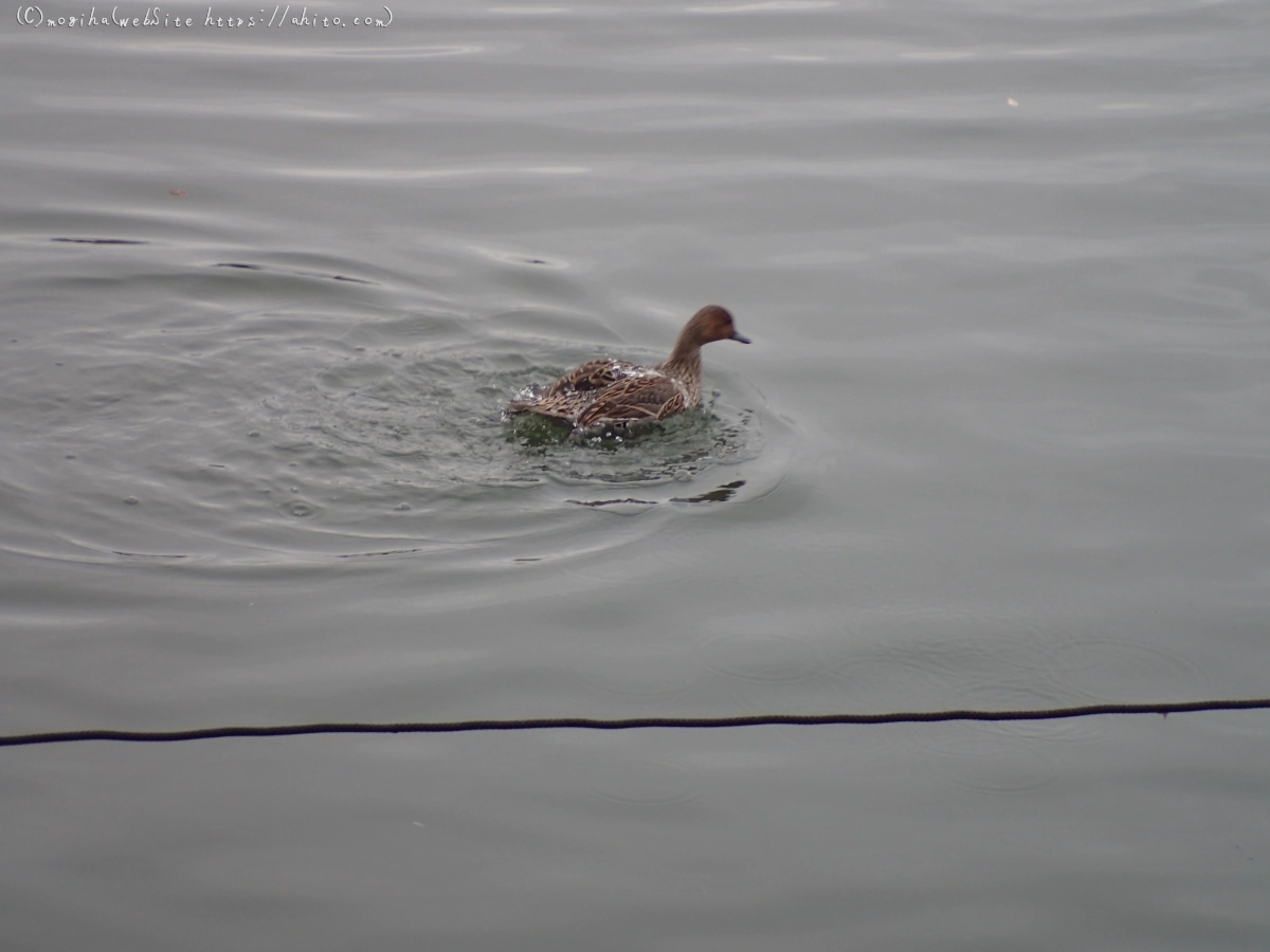 曇り空と鴨達 - 44