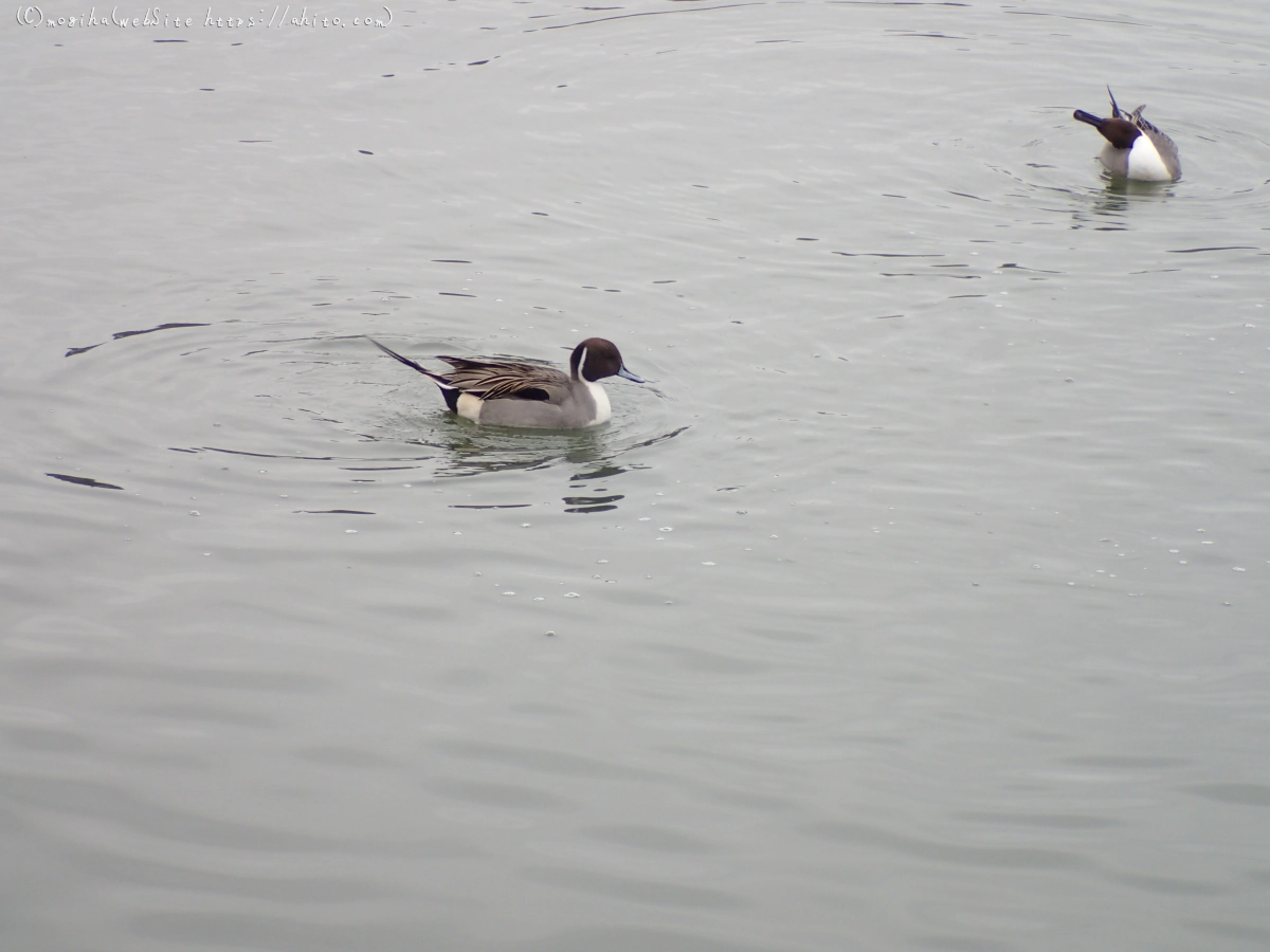 曇り空と鴨達 - 47