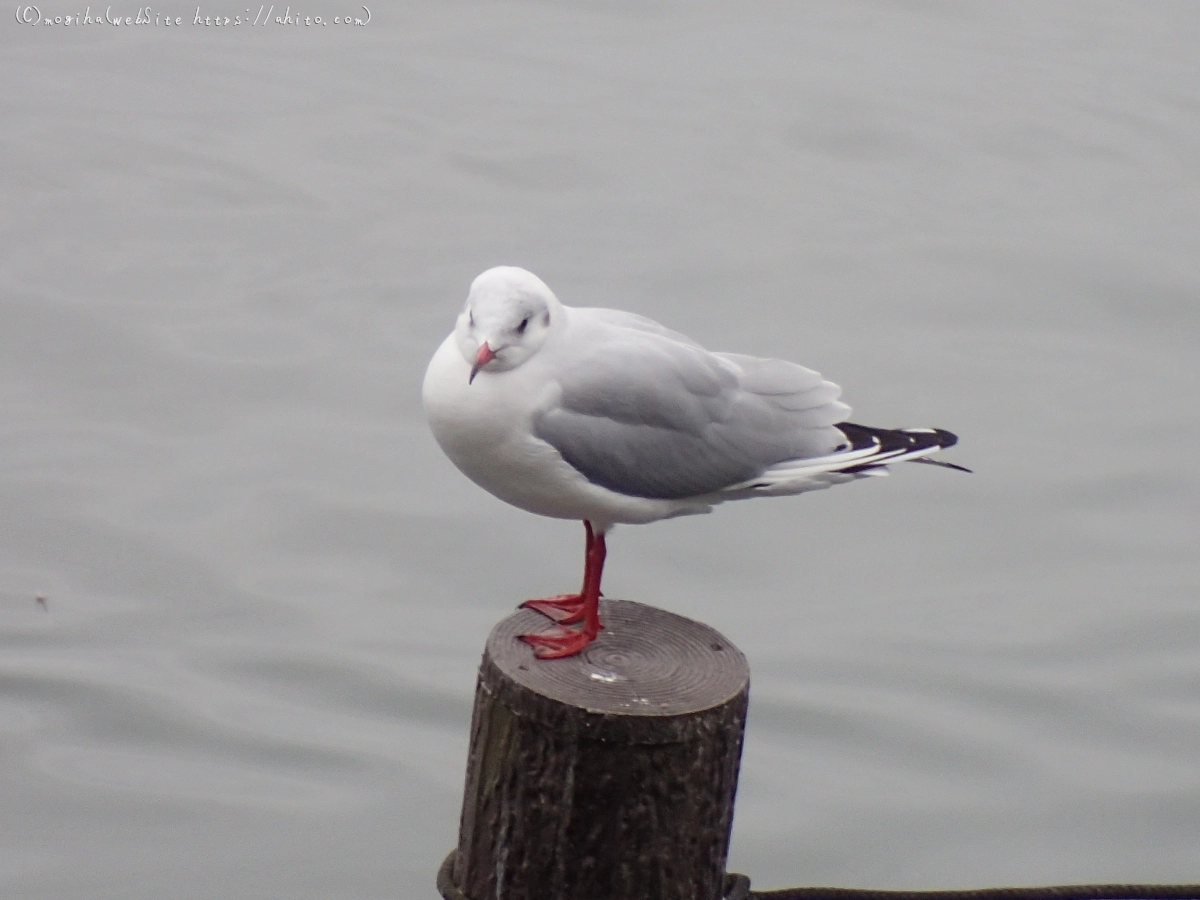 曇り空と鴨達 - 48