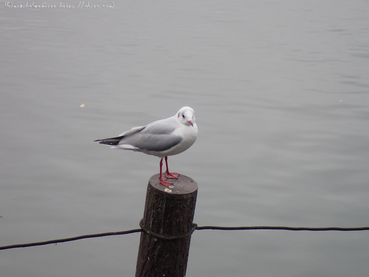 曇り空と鴨達 - 52