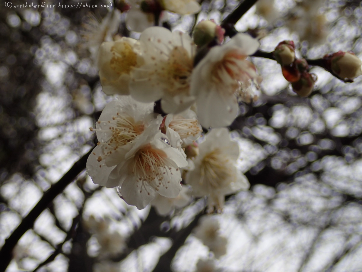 雨降りの梅の花（１） - 24