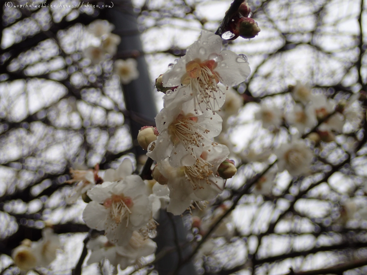 雨降りの梅の花（１） - 25