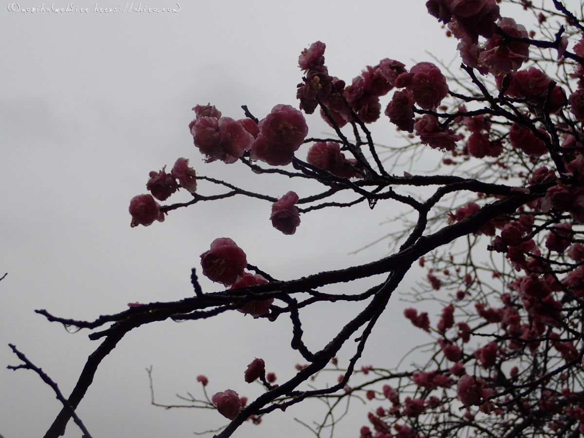 雨降りの梅の花（２） - 06