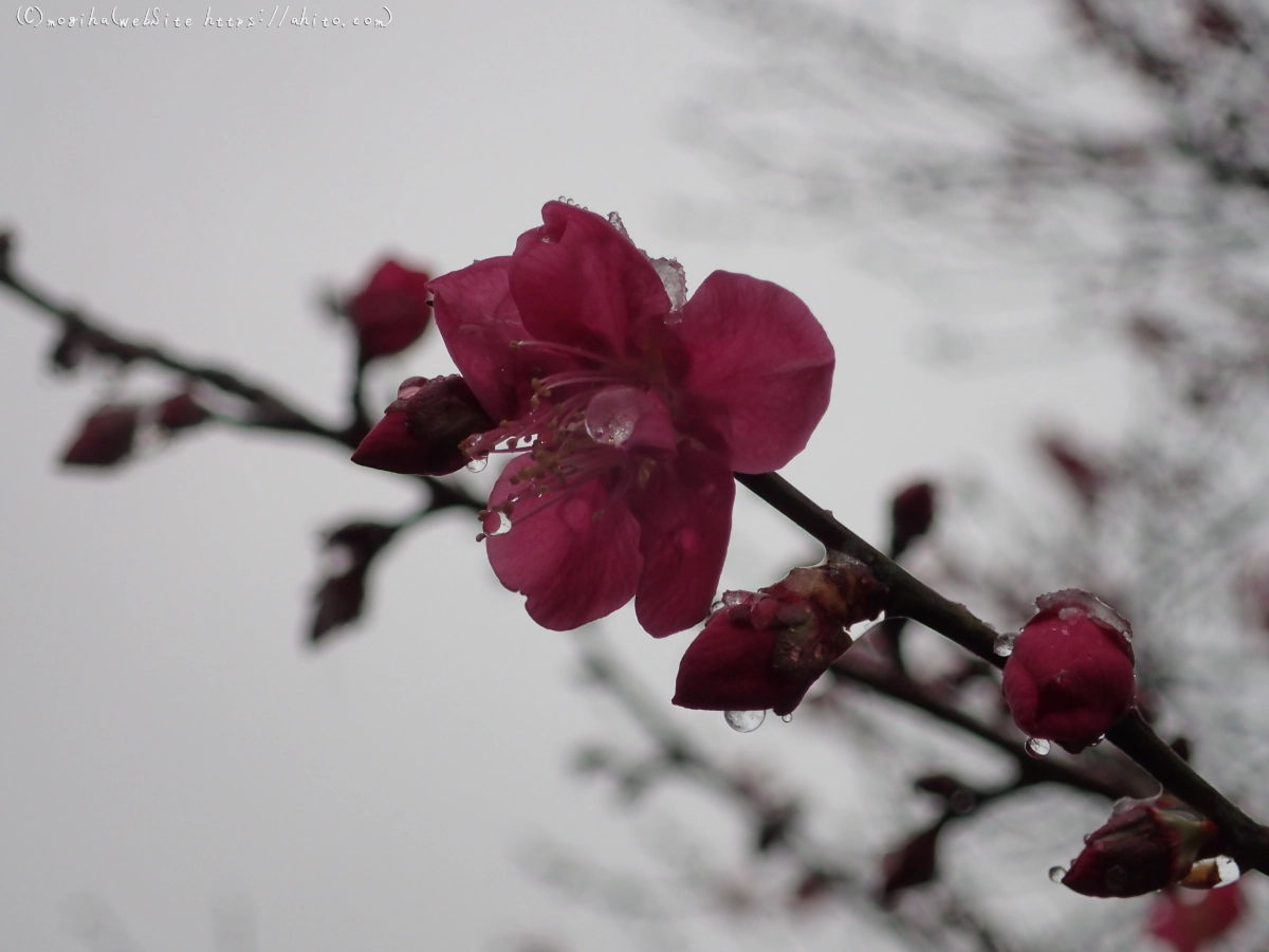 雪と梅の花 - 02