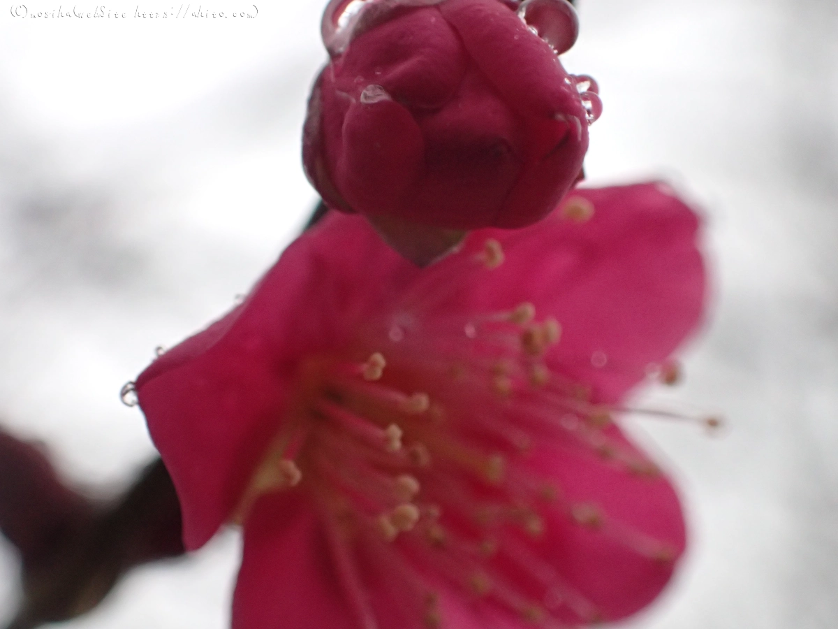 雪と梅の花 - 04